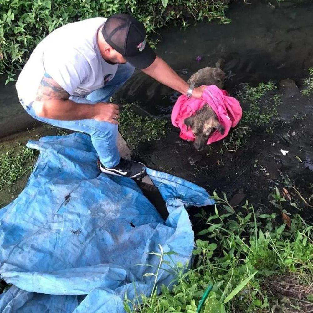 Foto: Divulgação/Departamento de Proteção e Bem Estar Animal de Itanhaém