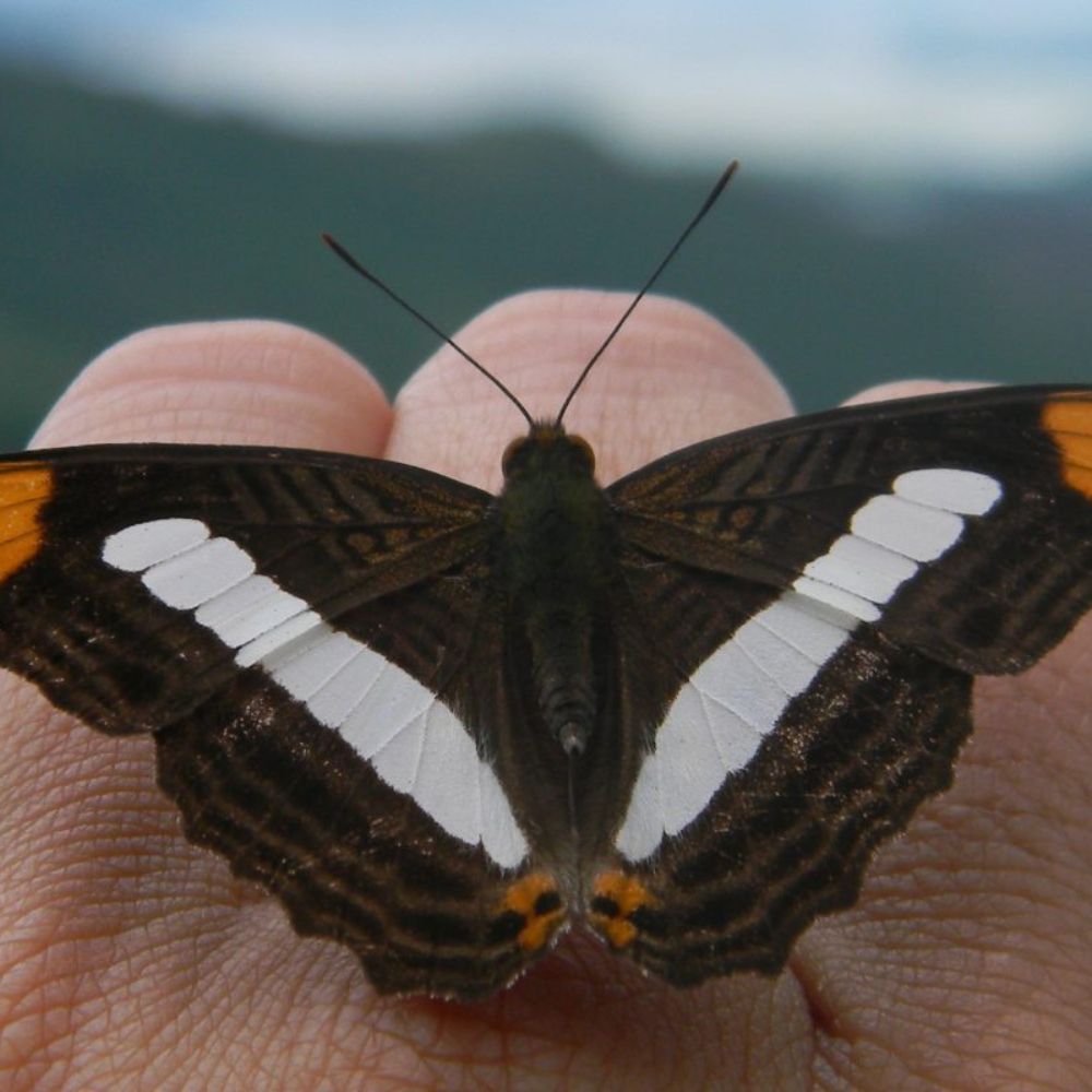 'Adelpha fessonia', espécie do mesmo gênero da borboleta encontrada no Legado das Águas, a maior reserva privada de Mata Atlântica do Brasil Reprodução/Wikimedia Commons