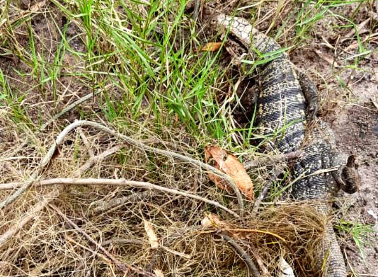 Lagarto preso em rede de pesca