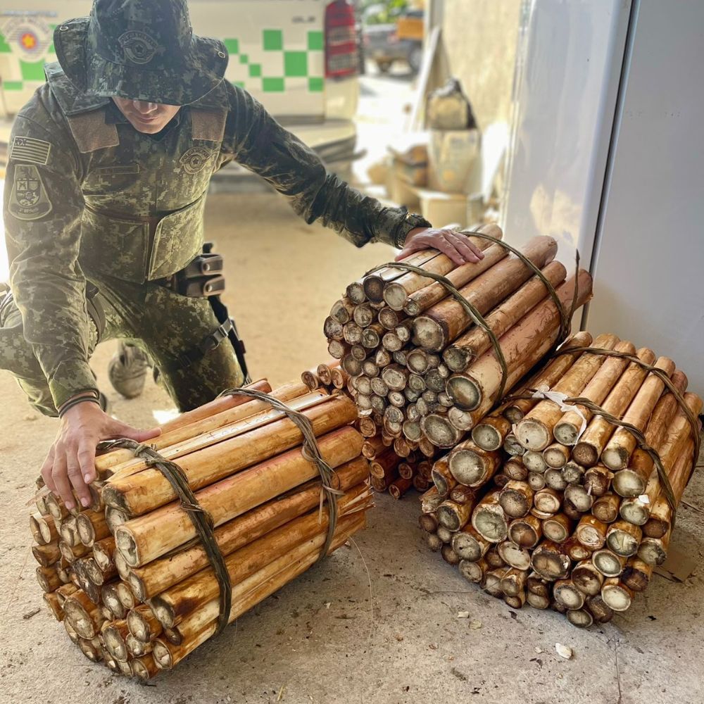 Foto: Divulgação Polícia Militar Ambiental