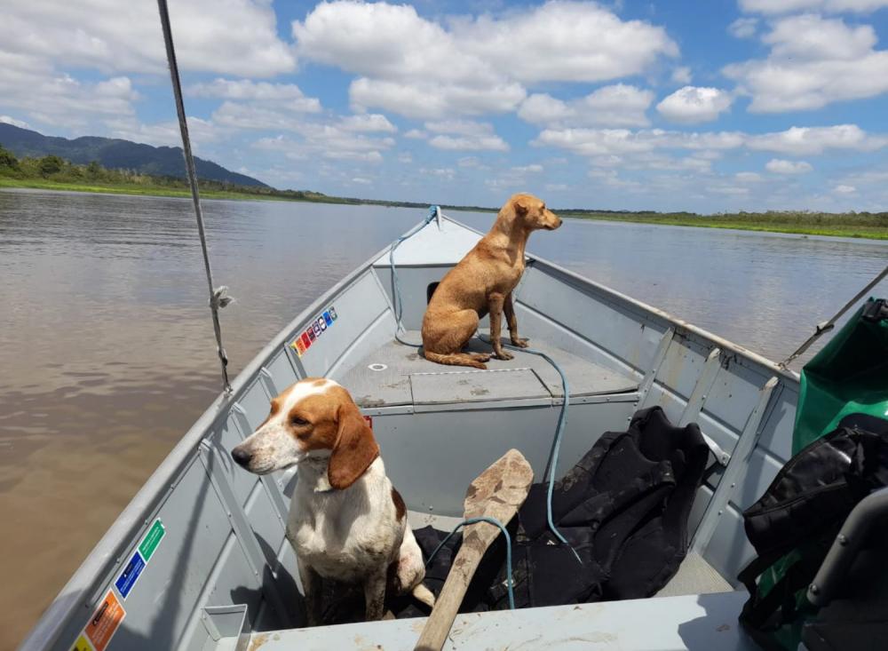 Foto: Divulgação Polícia Militar Ambiental