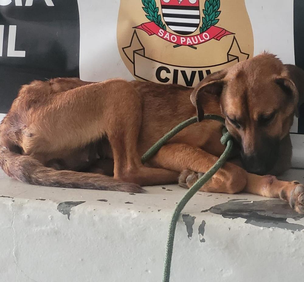 Assessoria de Imprensa Polícia Civil (DEINTER-6) 