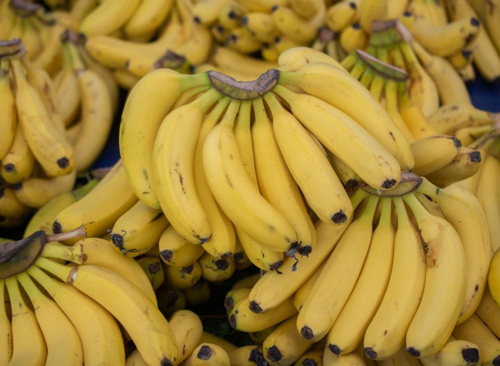 Dia da Banana: Vale do Ribeira lidera produção estadual e tem melhor resultado por hectare produzido / Foto: Divulgação