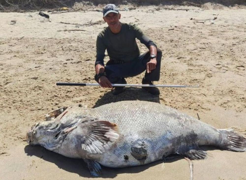 Peixe gigante é encontrado em área restrita de praia no Vale do Ribeira, Litoral de SP / Foto: Ed Ventura/Instituto Bioventura