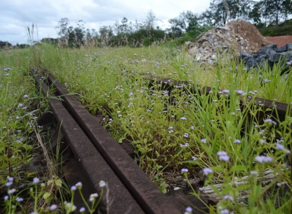 Governo de SP anuncia investimento para reativar Trem no Vale do Ribeira / Foto: Fagner Vieira