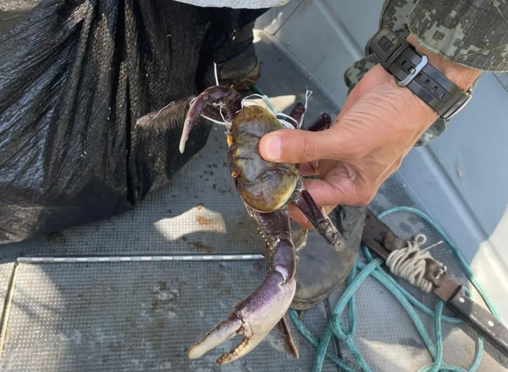 Homem é multado no Vale do Rib/eira por pesca ilegal durante período de defeso / Foto: 3º BPAmb 2ª Cia da Polícia Militar Ambiental