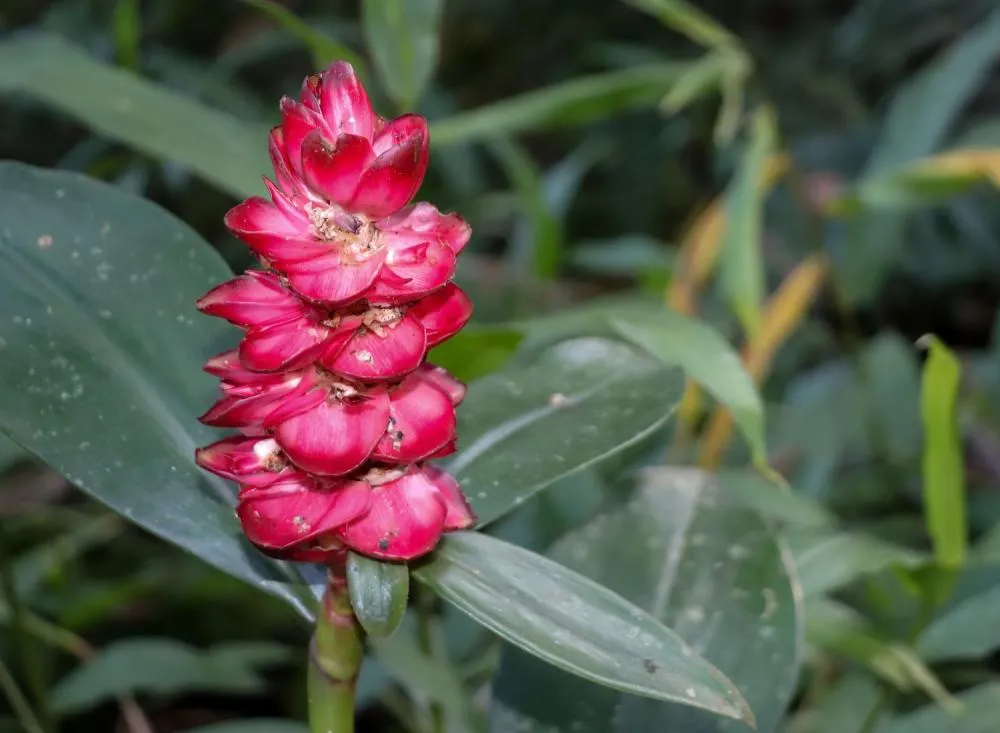 Plantas Ornamentais da Mata Atlântica: Beleza Nativa para Decorar Ambientes / Foto: Divulgação