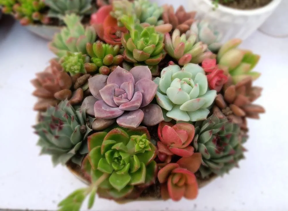 5 ideias de Plantas Ornamentais Baratas para decoração / Foto: Divulgação