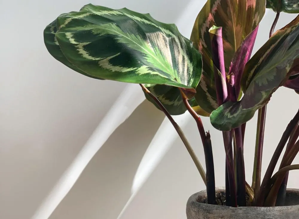 10 Plantas Ornamentais para Ambientes Internos com Pouca Luz