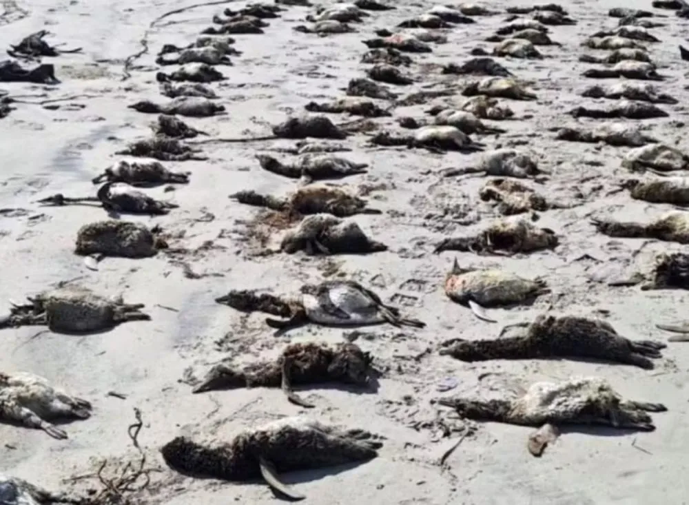 Tragédia ambiental: centenas de pinguins-de-magalhães são encontrados sem vida no litoral de SP / Foto: Ipec