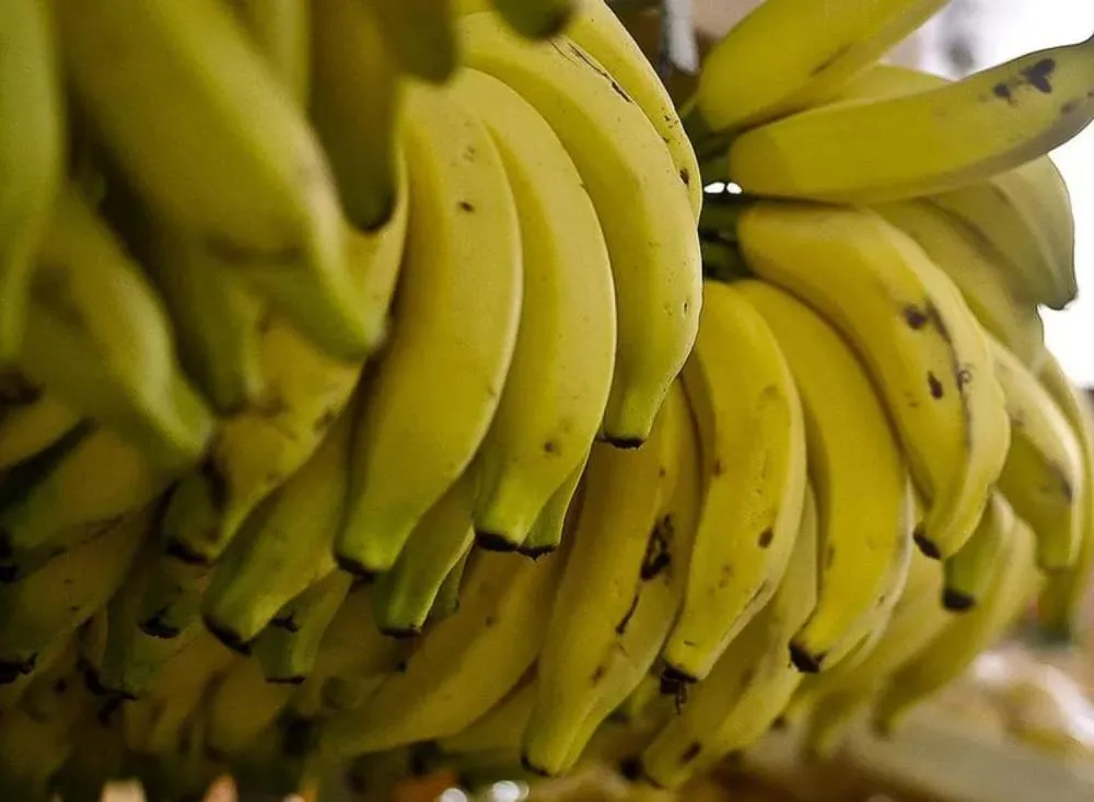 Banana tem queda de até 8% no Vale do Ribeira com aumento da oferta e menor consumo / Foto: Divulgação