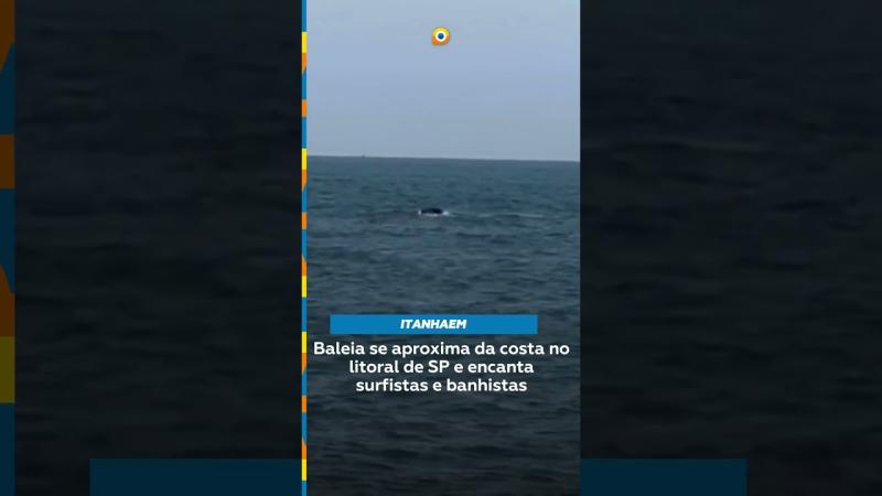  Baleia se aproxima da costa no litoral de SP e encanta surfistas e banhistas 