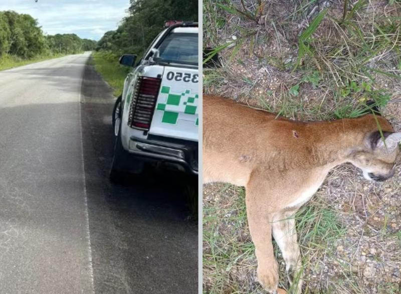 Onça-parda, ameaçada de extinção, atropelada no litoral de SP estava grávida de dois filhotes