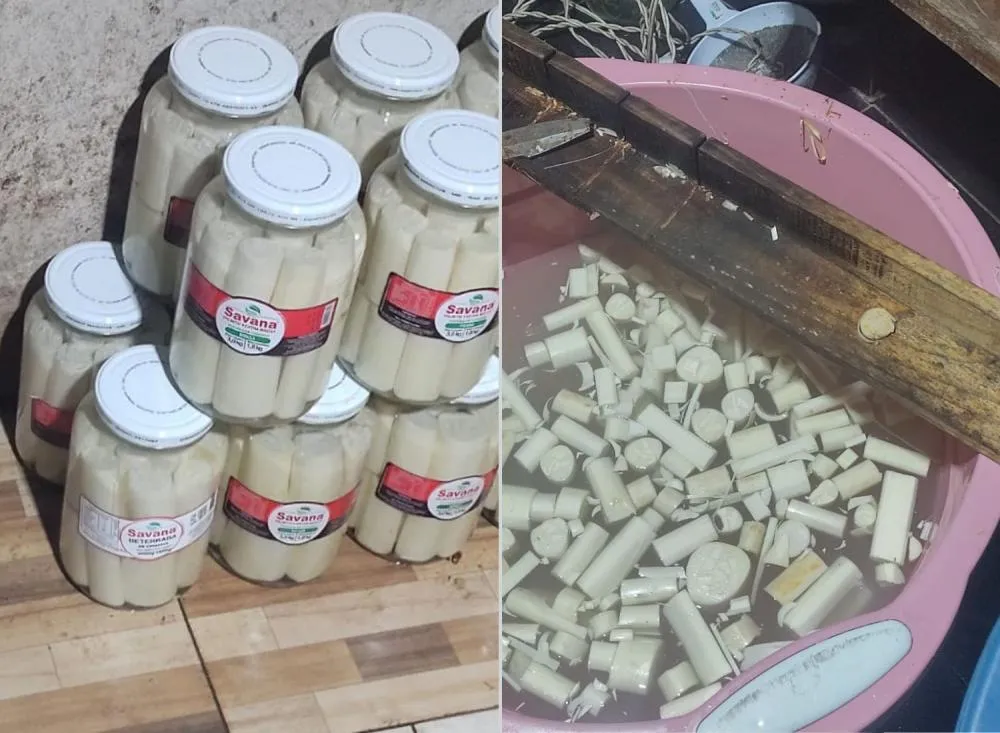 Fábrica clandestina de palmito é desativada e infrator recebe multa milionária