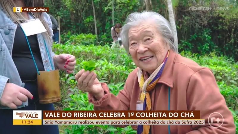 Primeira Colheita do Chá Safra 2025-2026 no Vale do Ribeira